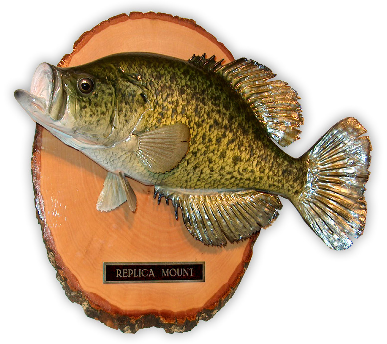 Classic Fish Mounts by Second Nature Taxidermy