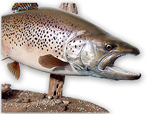 Taxidermy by Second Nature Taxidermy